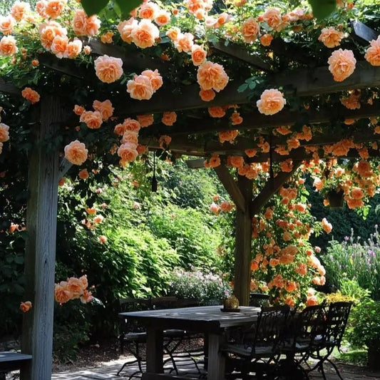Elegant Climbing Rose Flower Seeds